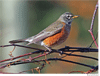 American Robin