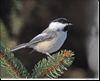 Black Capped Chickadee