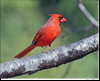 Northern Cardinal