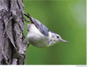 Nuthatch
