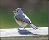 Tufted Titmouse